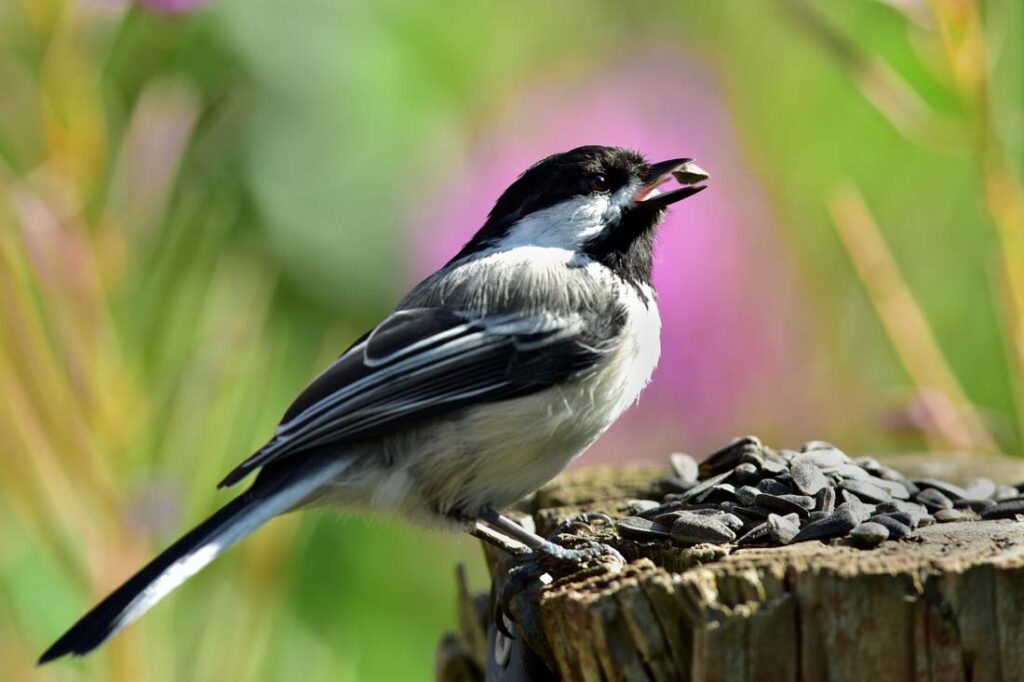 Herb Bird Mix